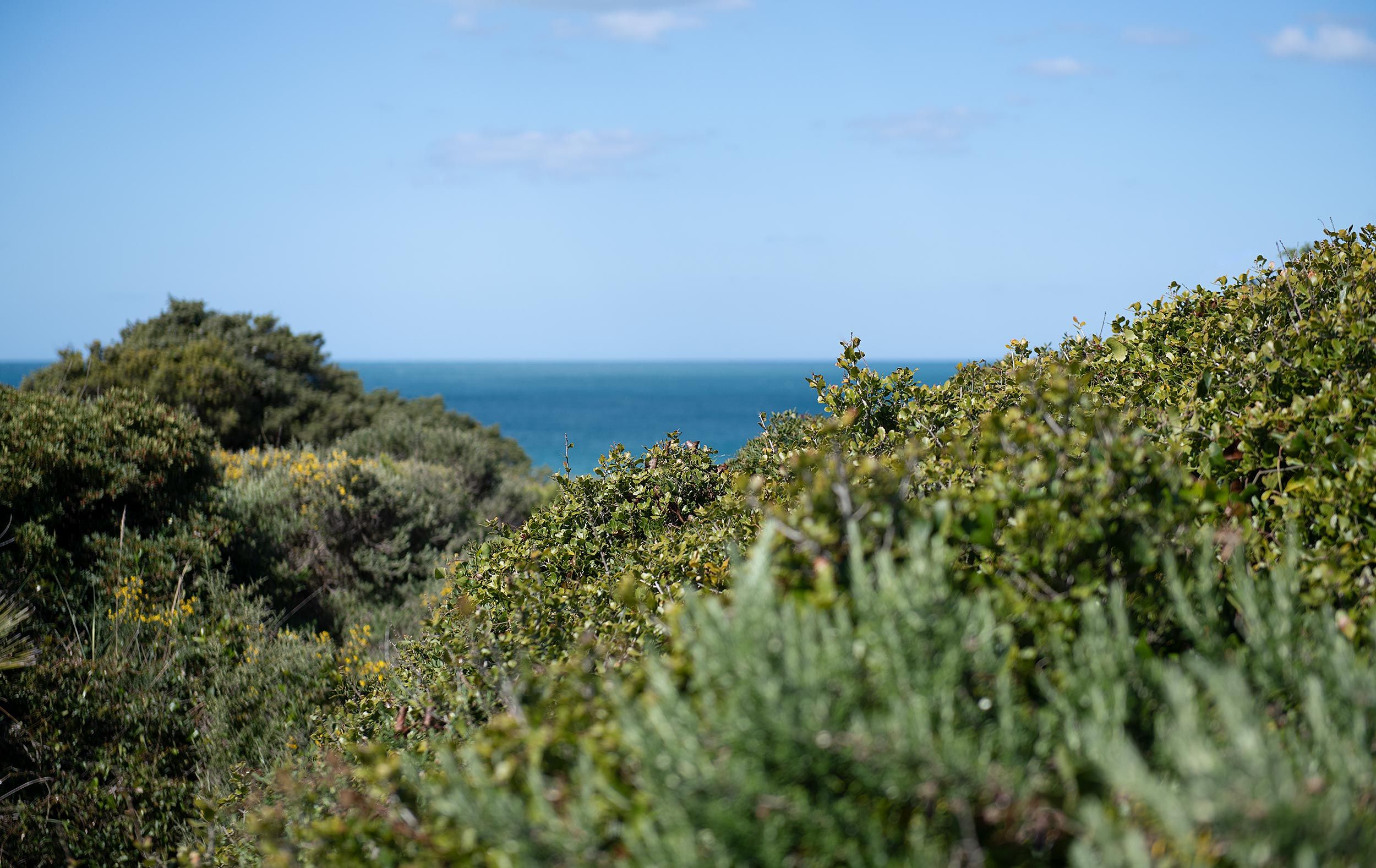 Dünenvegetation mit Blick aufs Meer